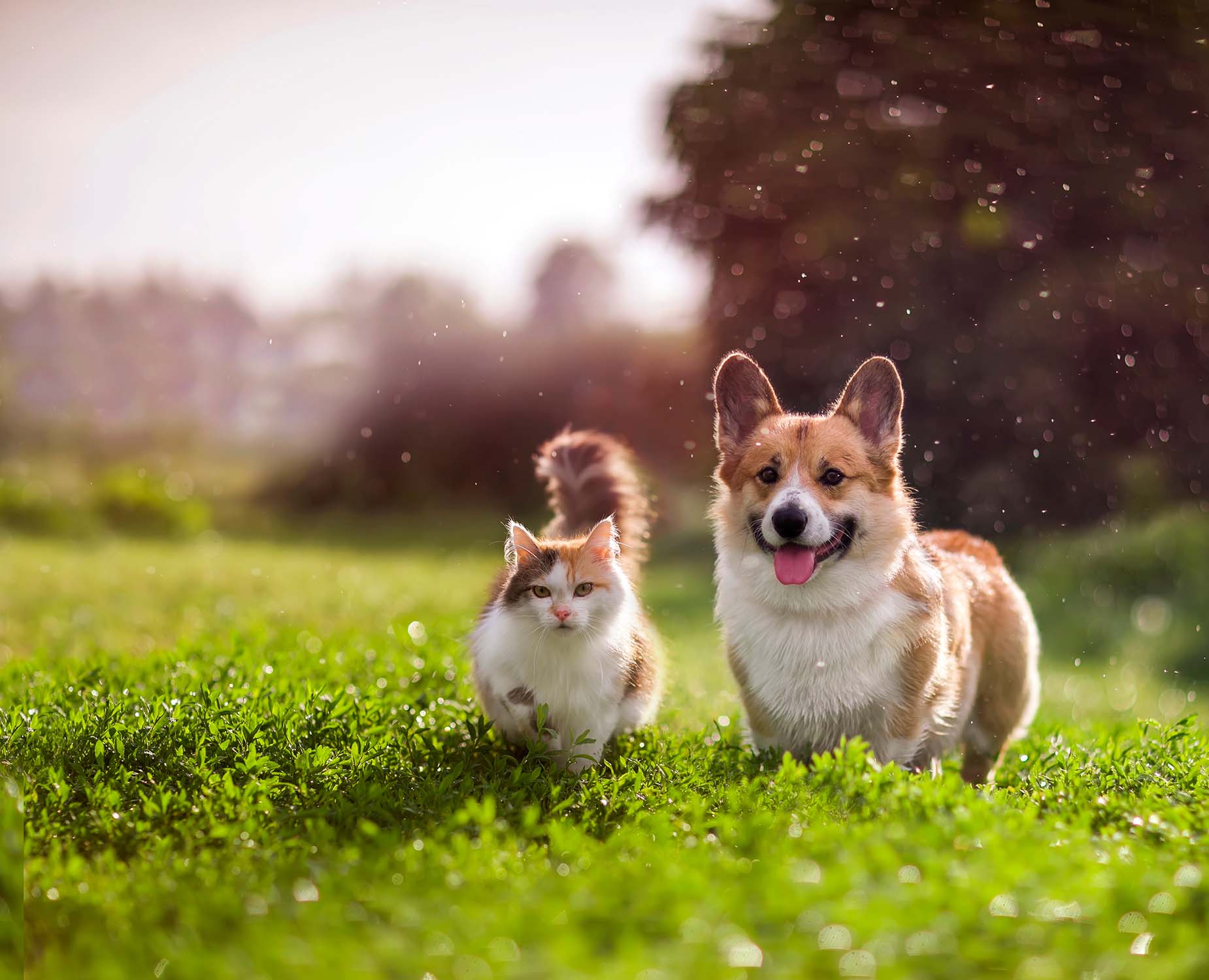 Nextmune-Hond-Kat